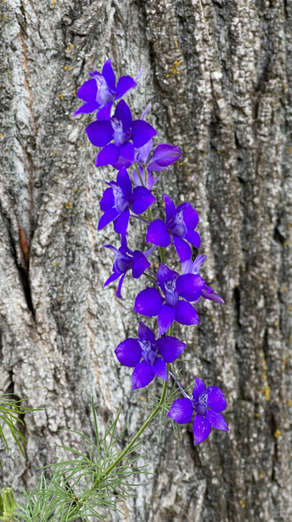 Blue_Flower